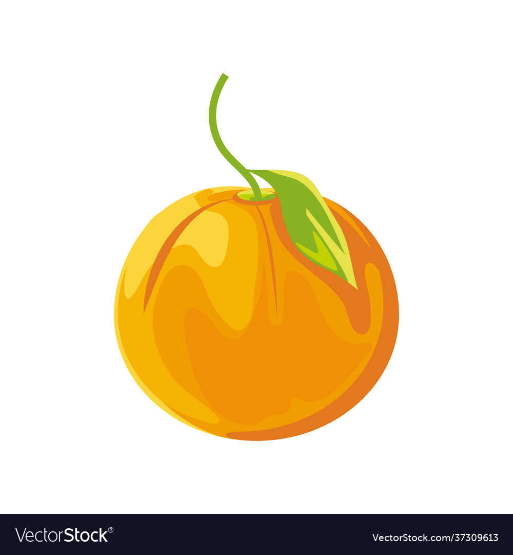 Tropical fruit orange Royalty Free Vector Image