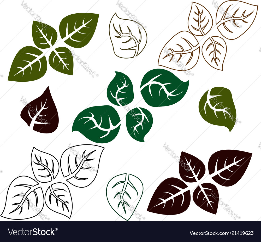 Basil leaf basil herb outline Royalty Free Vector Image