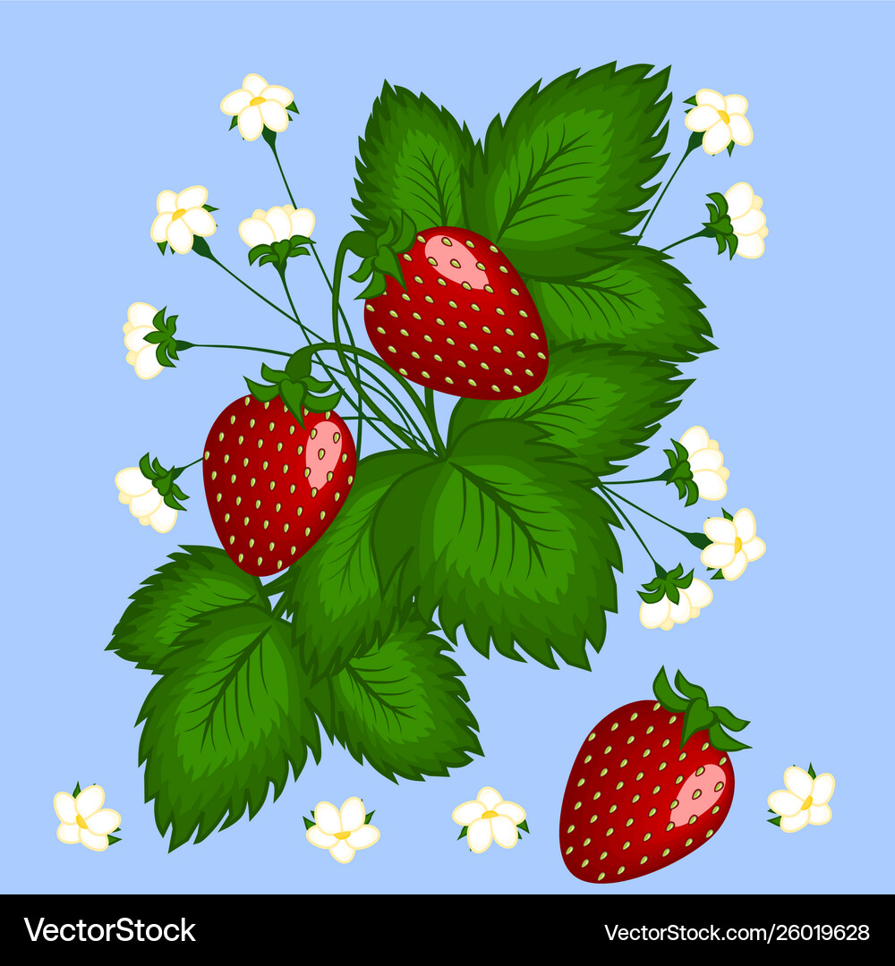 Figure bush strawberries with three Royalty Free Vector