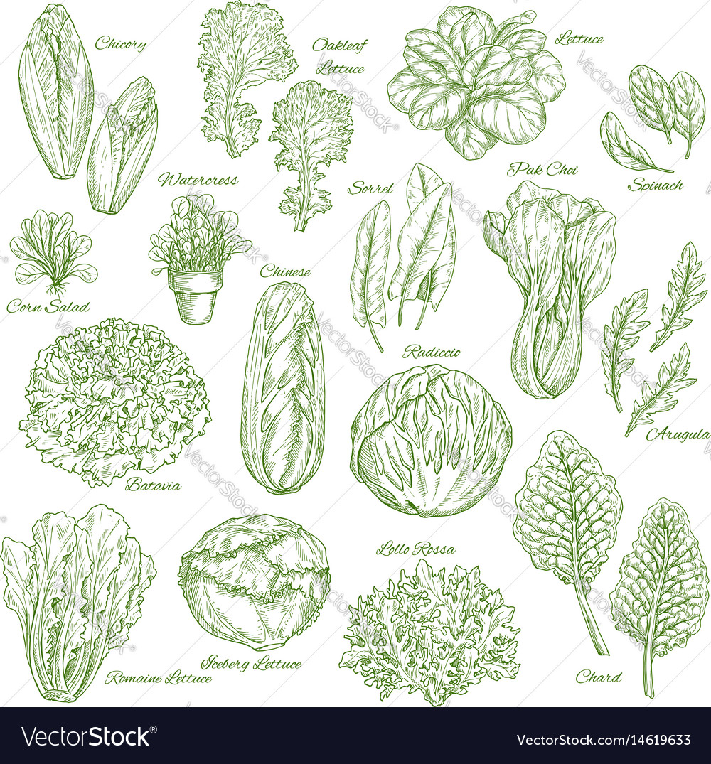 Salad leaf and vegetable greens sketch set design Vector Image