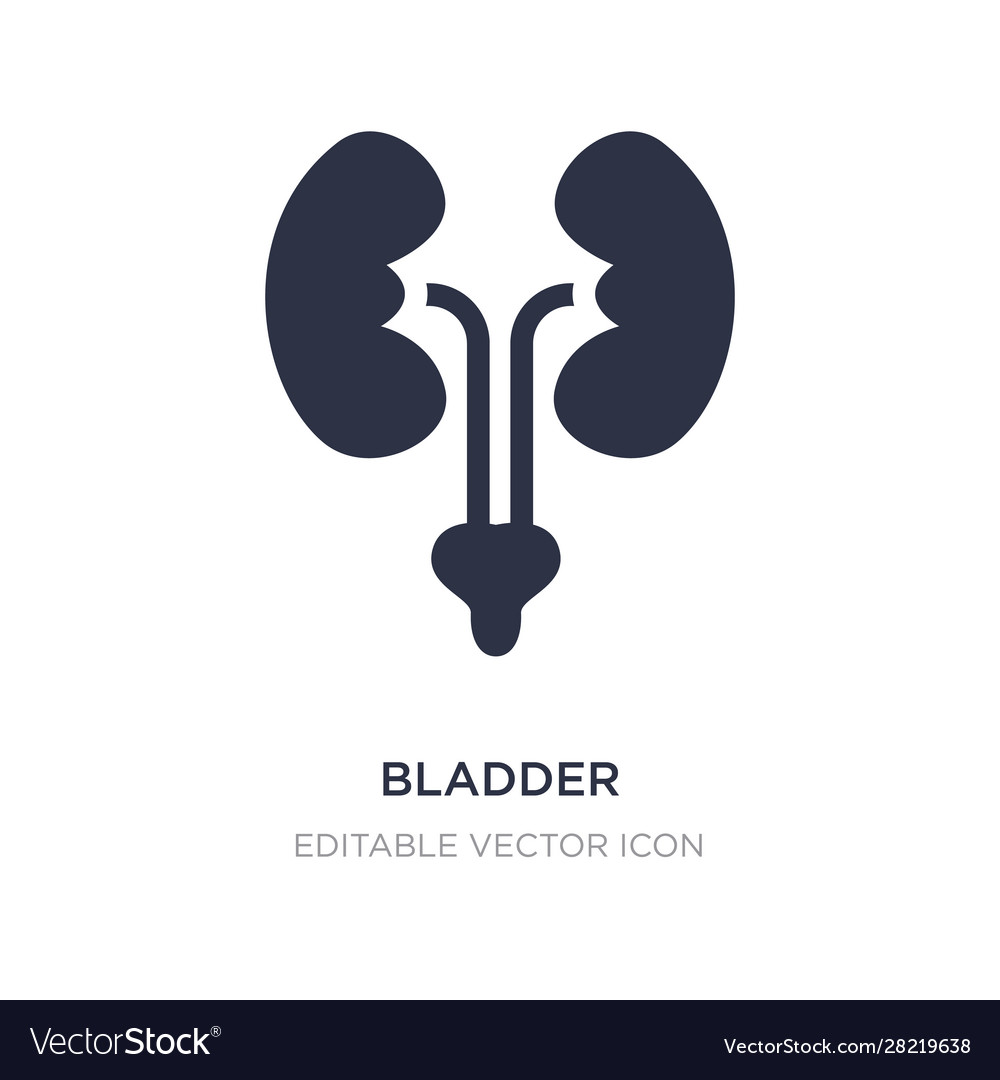 Bladder icon on white background simple element vector image Bladder icon on white background simple element