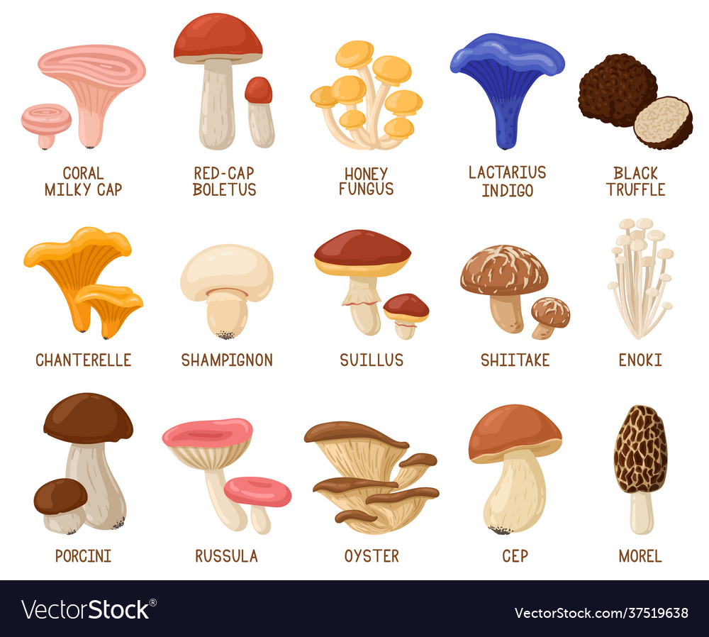 Cartoon edible mushrooms autumn woods edible Vector Image