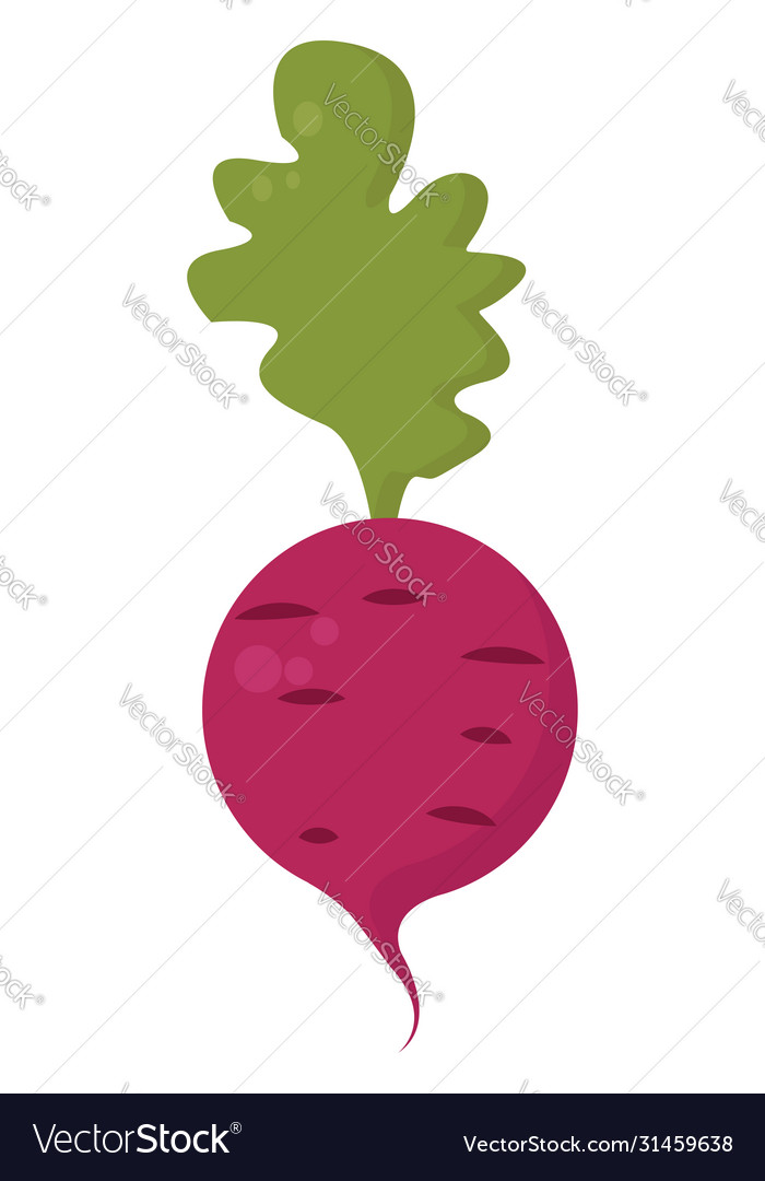 Pink radish on white background