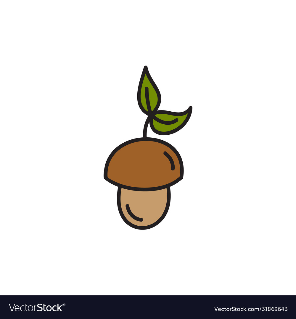 Acorn