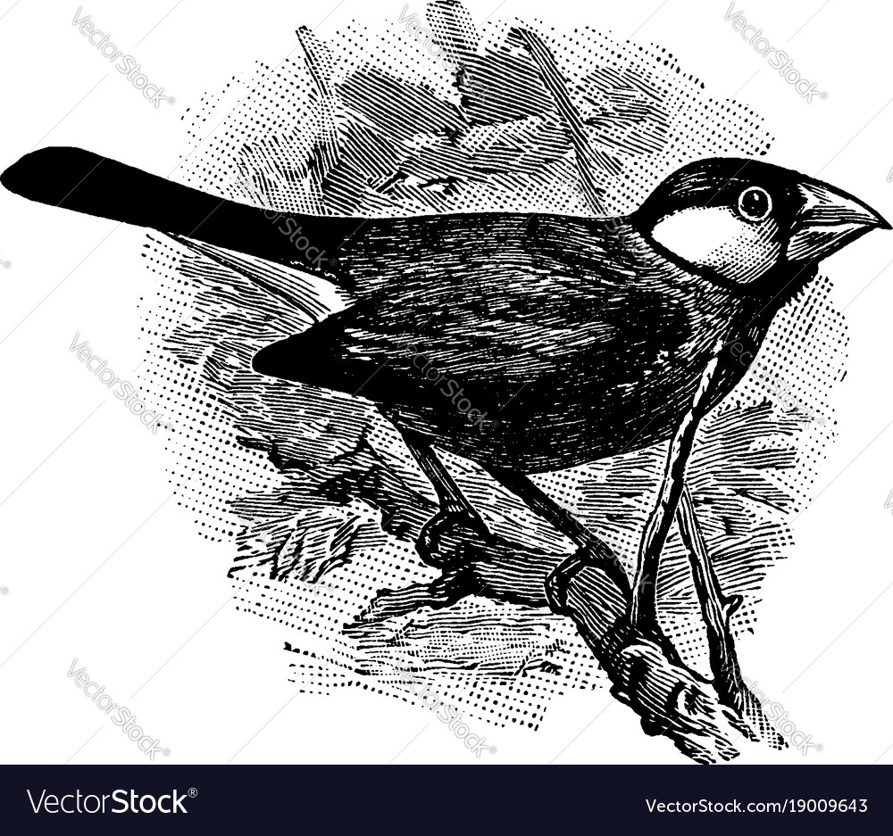 Java sparrow on a branch vintage