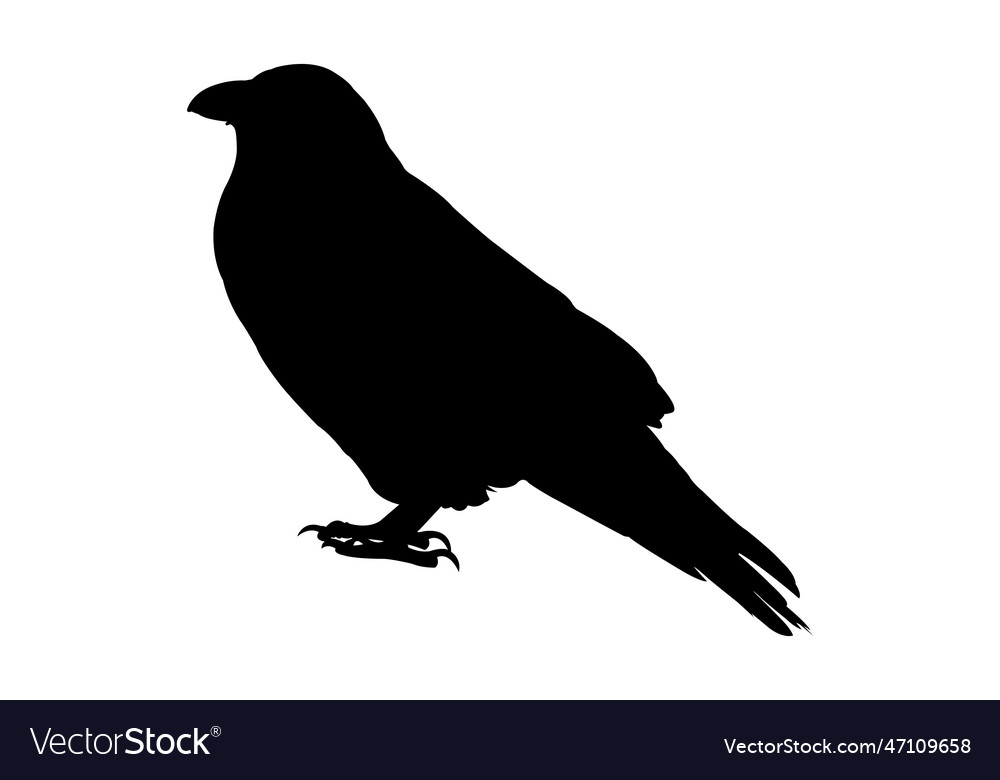 Raven silhouette