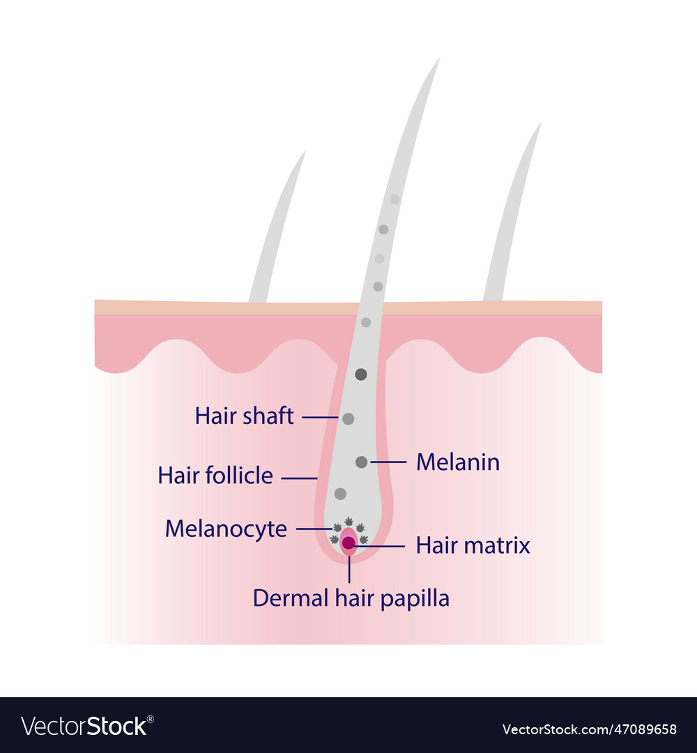 White or gray hair with scalp layer vector image White or gray hair with scalp layer