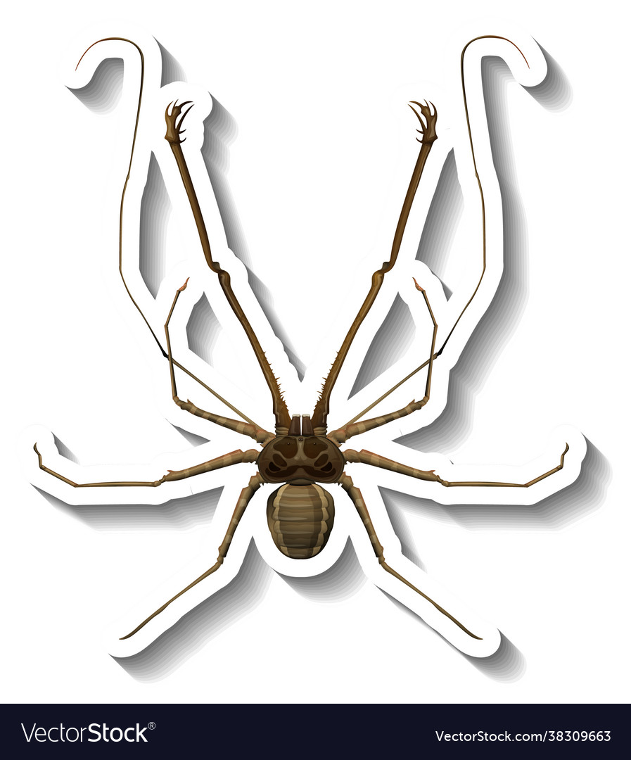 A sticker template with top view spider