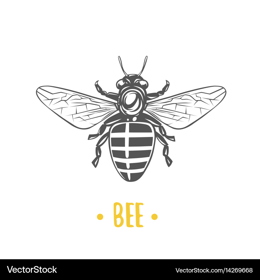 Bee Royalty Free Vector Image - VectorStock