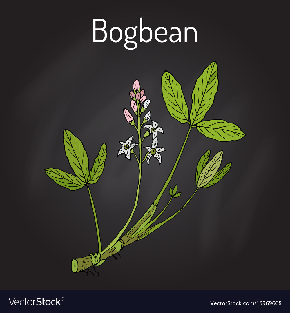 Bogbean or buckbean menyanthes trifoliata