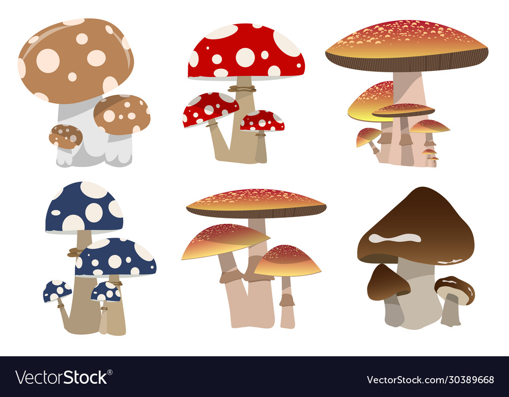 Mushroom set Royalty Free Vector Image - VectorStock