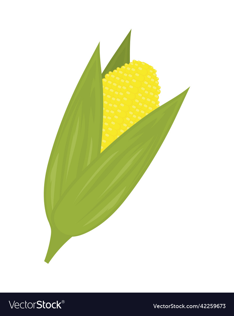 Corn vegetable icon Royalty Free Vector Image VectorStock