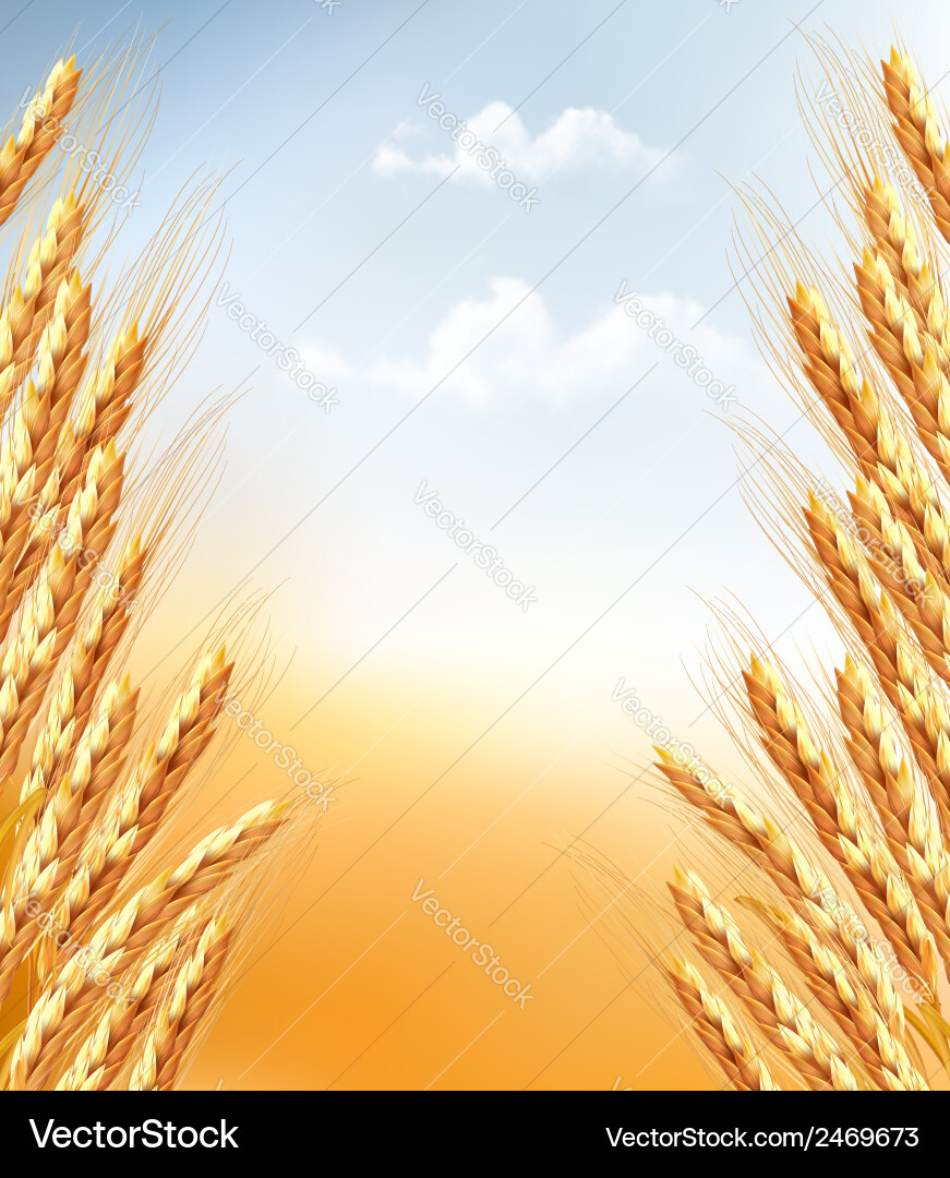 Ears wheat background Royalty Free Vector Image