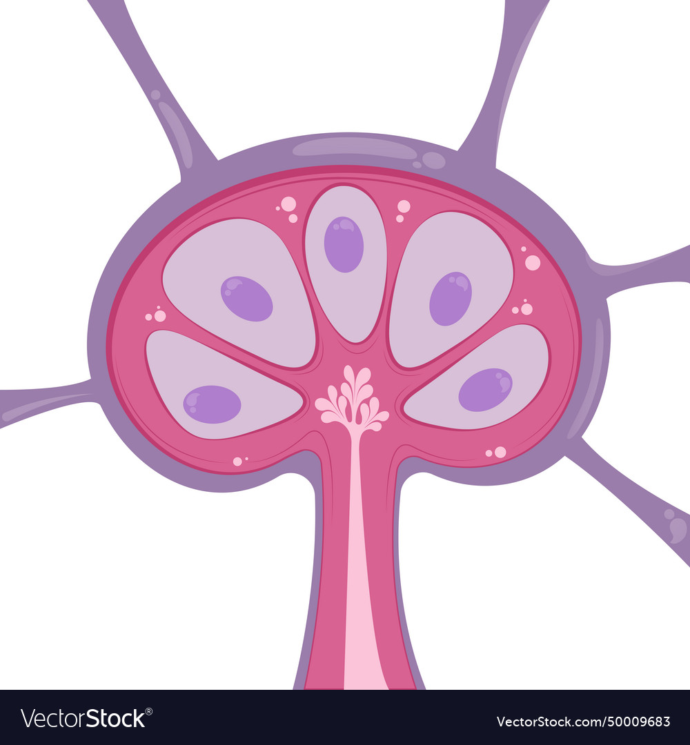 Lymph node vector image Lymph node