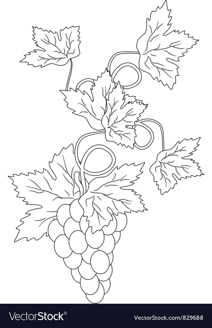 Grapevine Branch Sketch