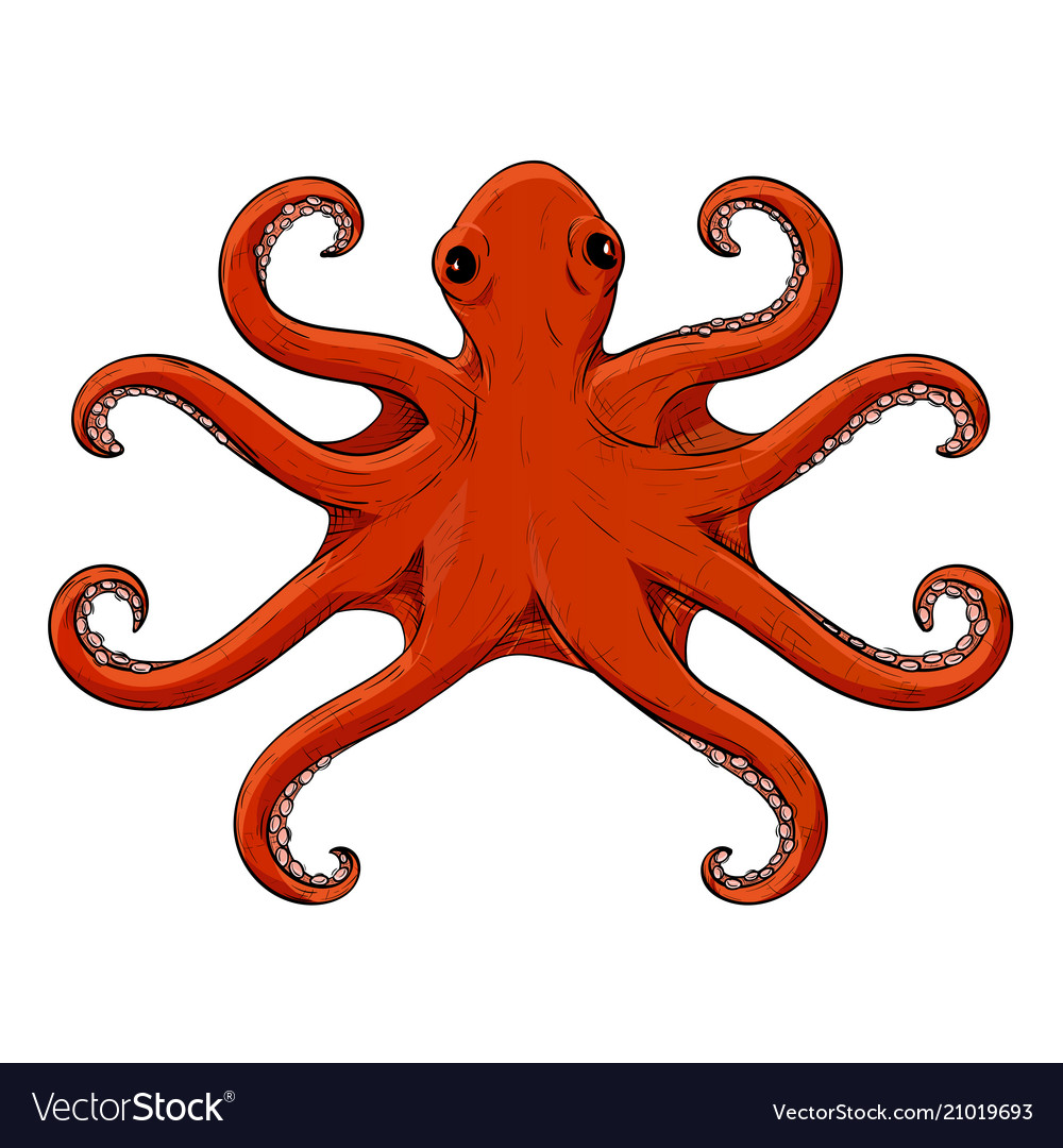 Octopus red hand drawn sketch with symmetric Vector Image