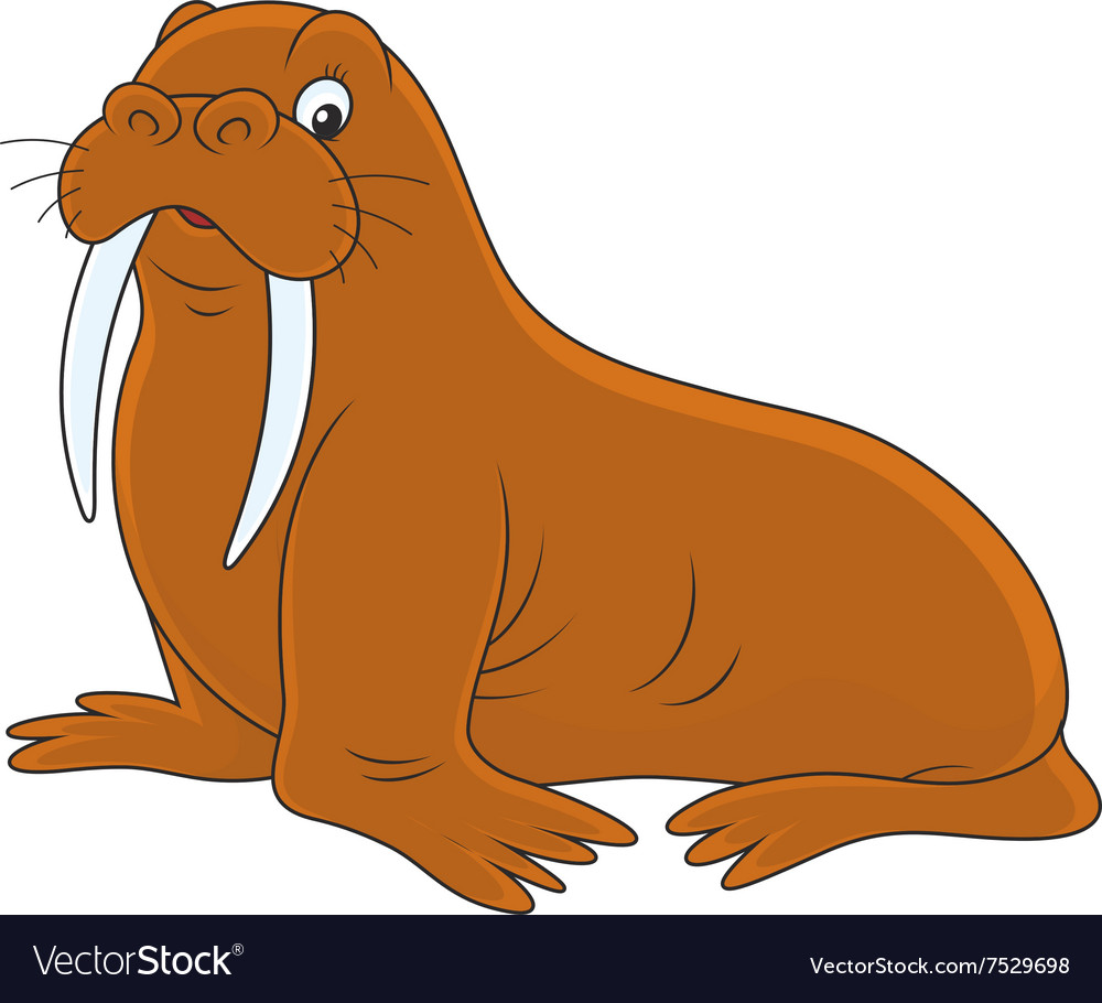 Walrus Royalty Free Vector Image - VectorStock