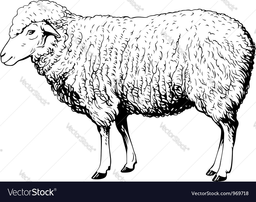 Domestic sheep