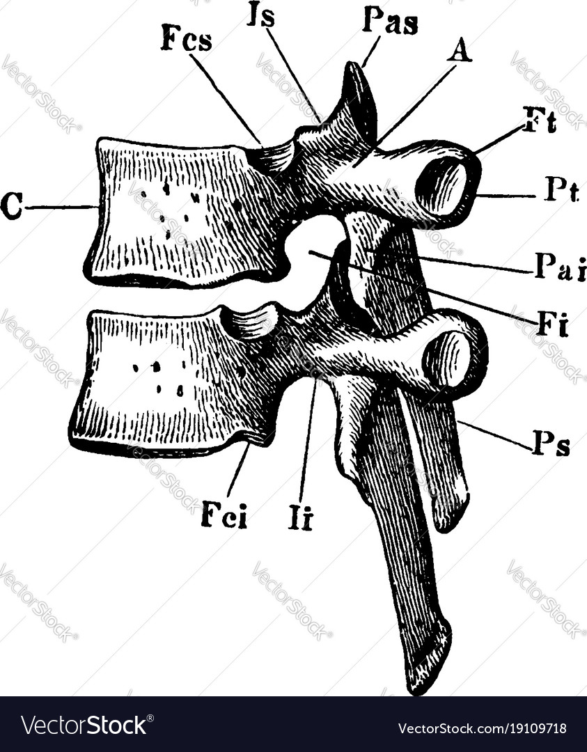 Thoracic vertebrae vintage