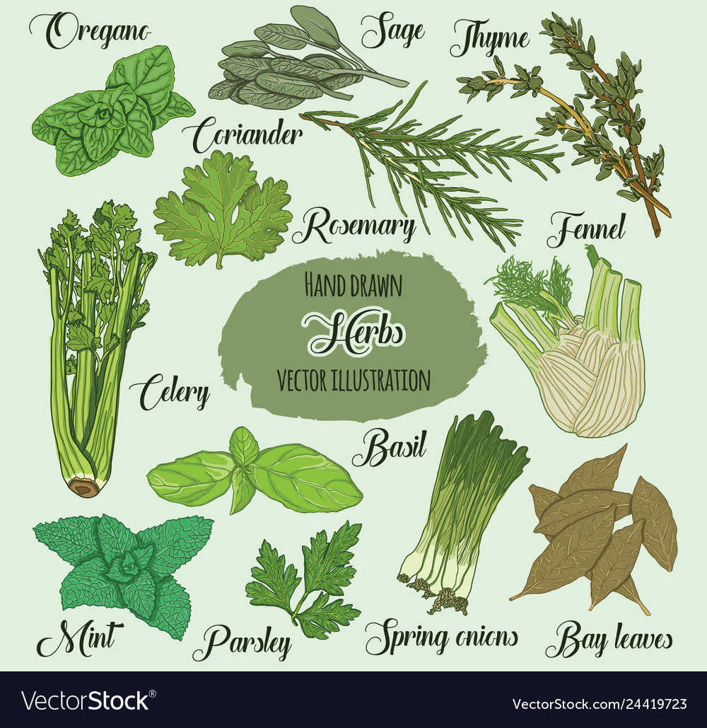 Hand drawn colorful herbs Royalty Free Vector Image