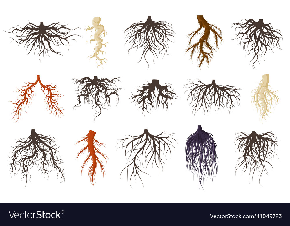 Plants roots systems growing fibrous trees roots Vector Image