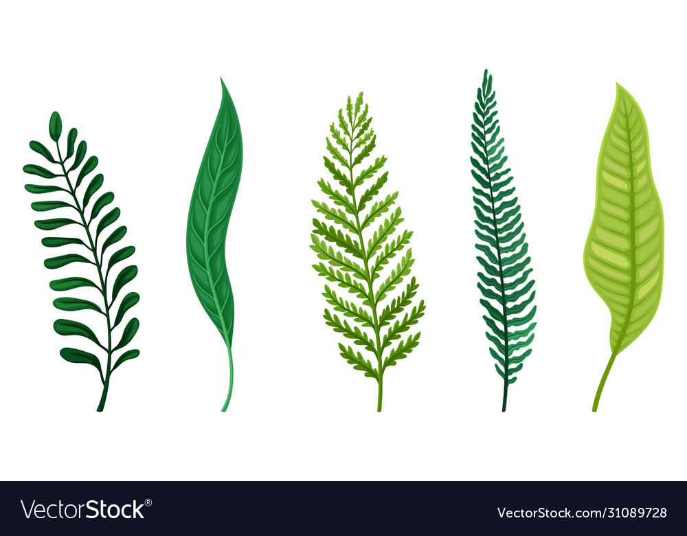 Fern fibrous fronds with pointed leaves isolated