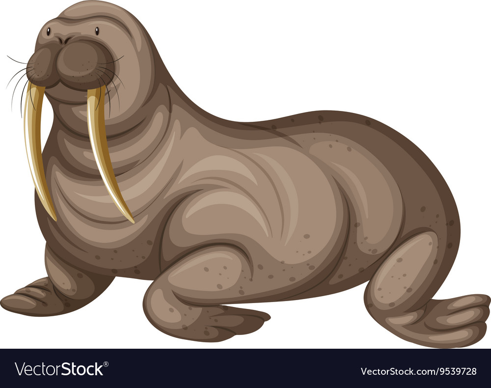 Walrus with sharp teeth Royalty Free Vector Image