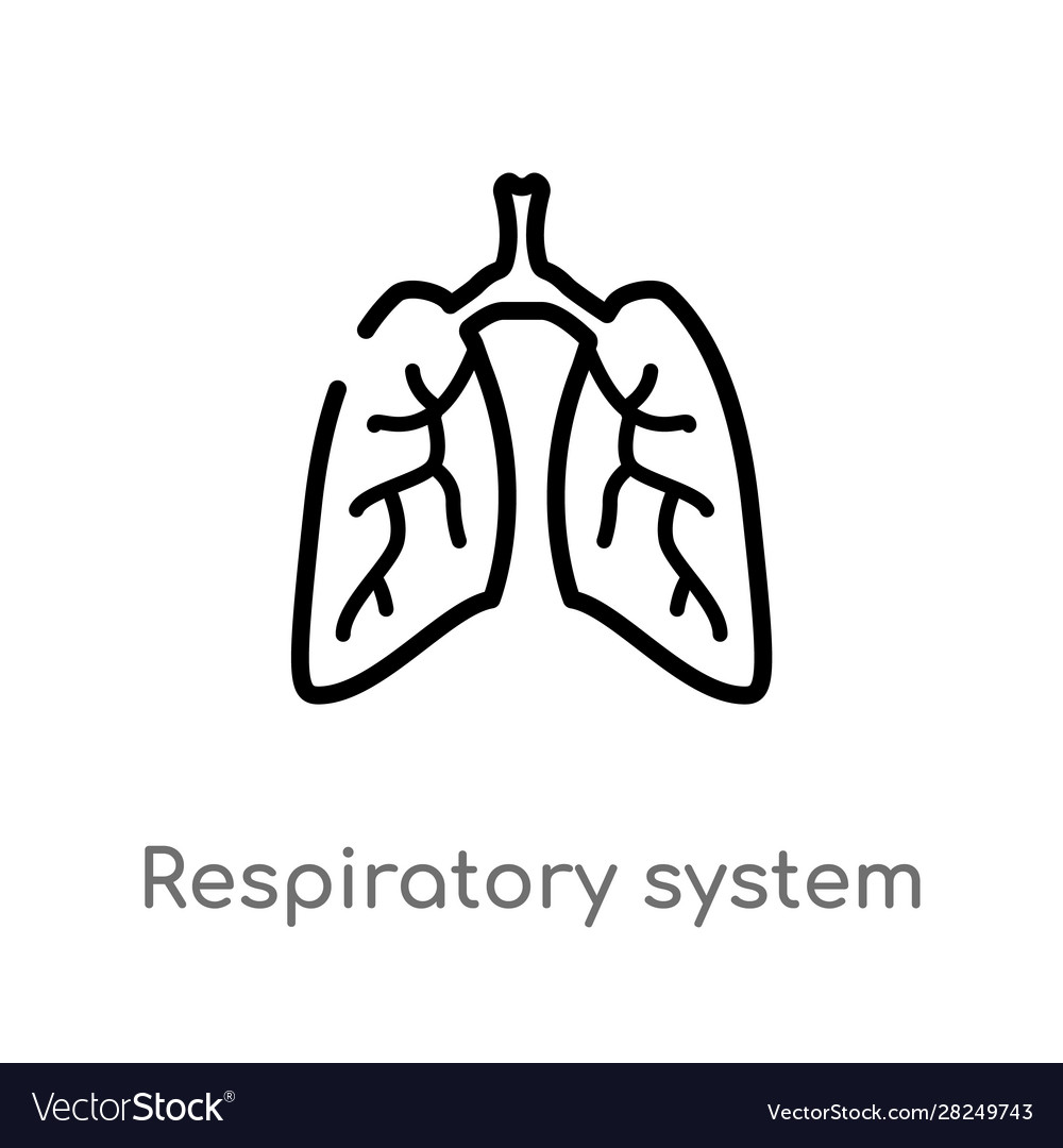 Outline respiratory system icon isolated black Vector Image