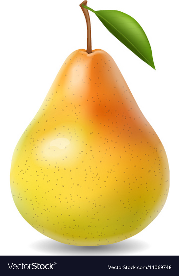 Pear realistic isolated Royalty Free Vector Image