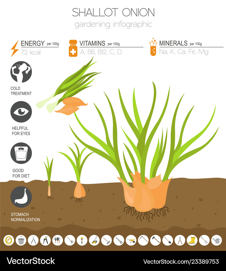 Shallot onion beneficial features graphic Vector Image