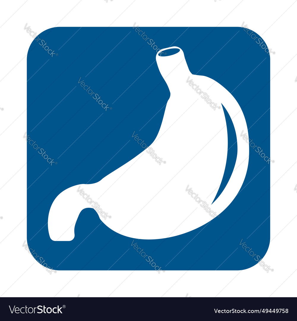 Human stomach anatomy detail Royalty Free Vector Image Biology Diagrams