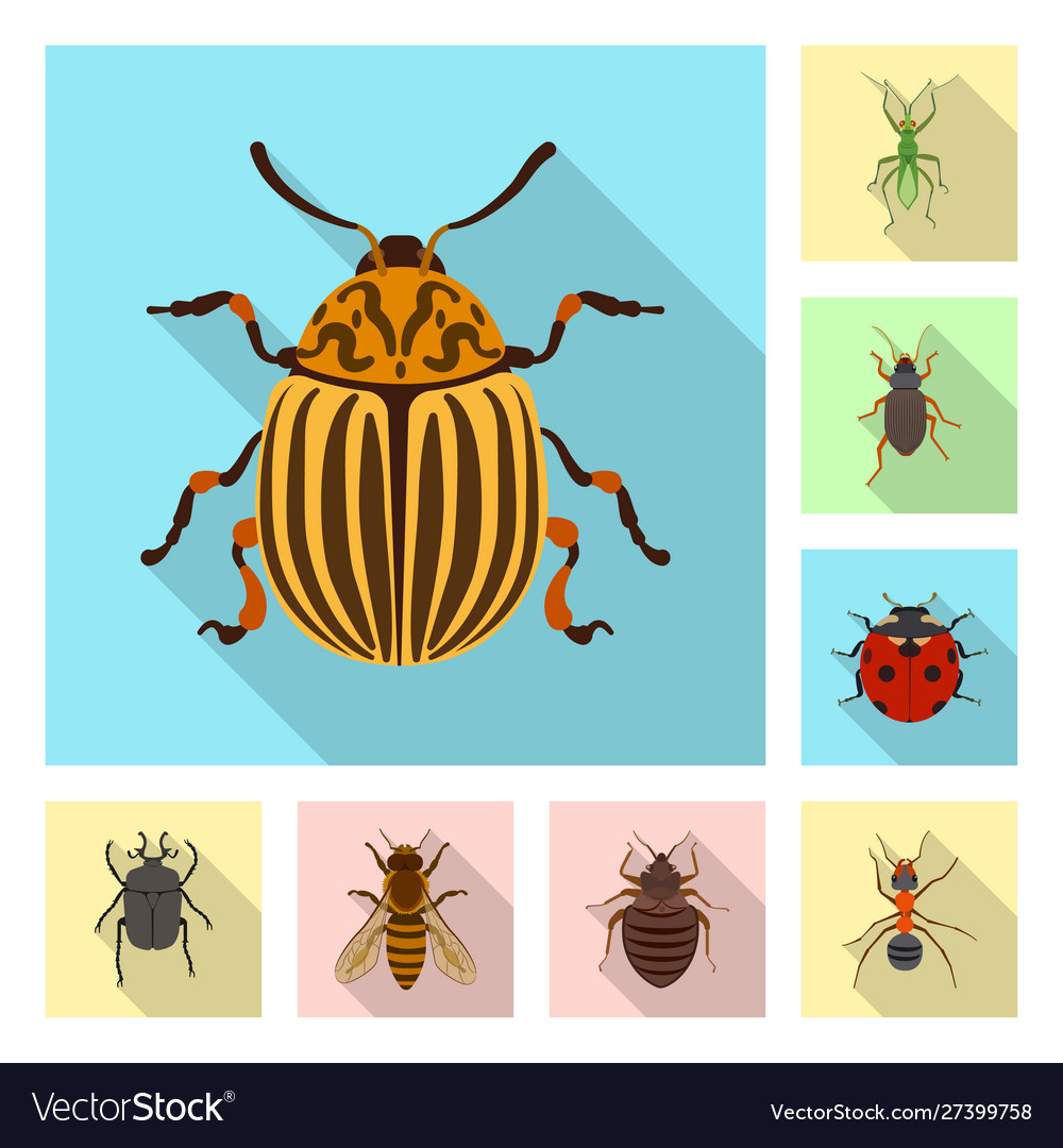 Isolated object insect and fly symbol vector image Isolated object insect and fly symbol