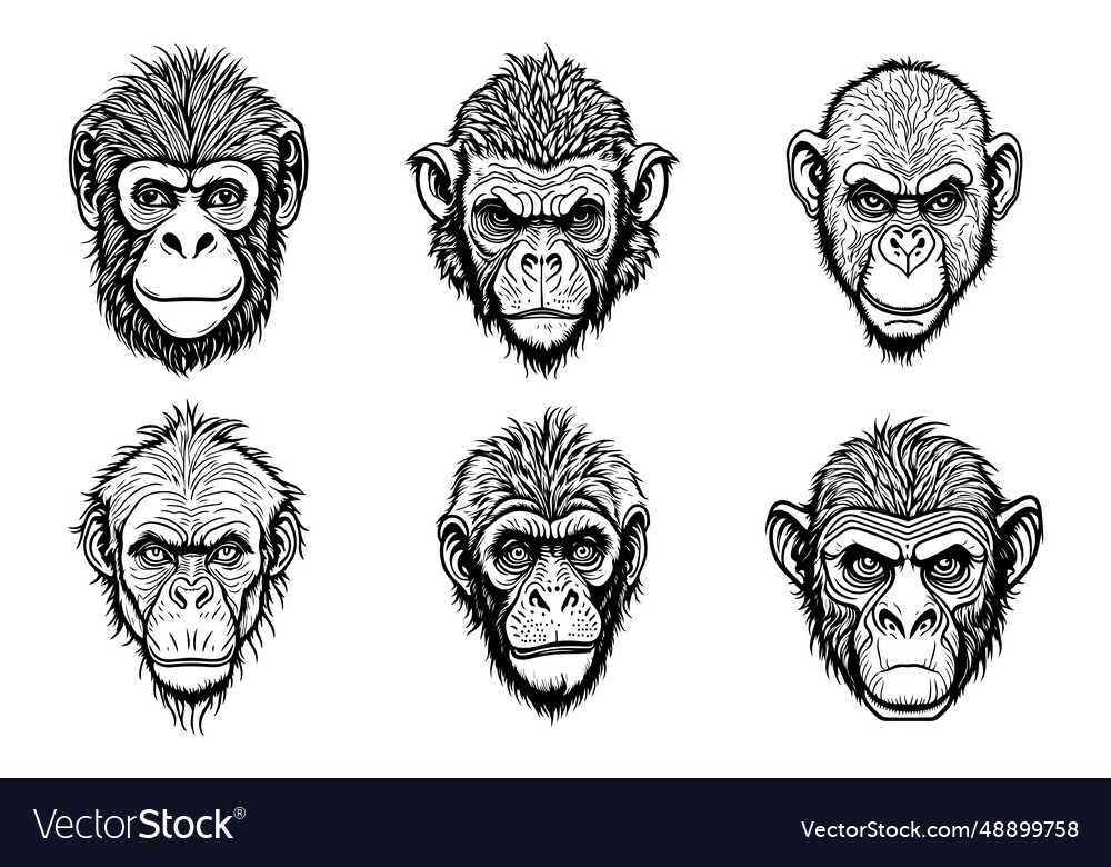 Monkey face with angry and funny expression