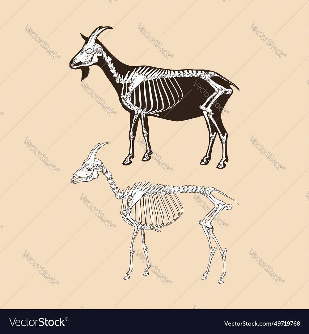 Skeleton goat animal vector image Skeleton goat animal