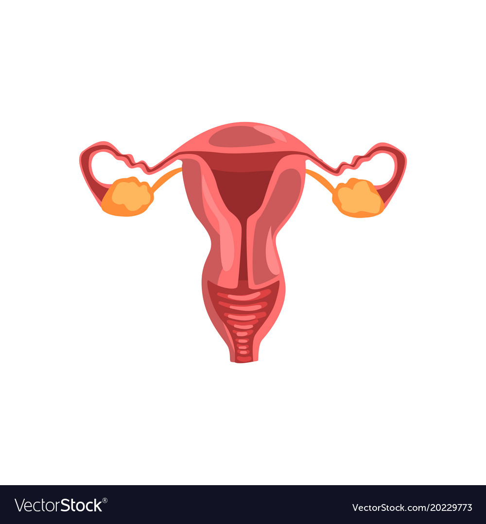 Female reproductive system human internal organ