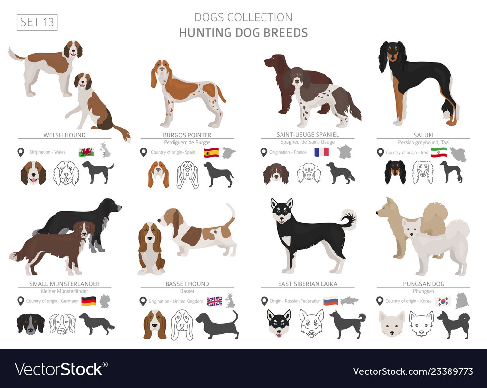 Hunting dogs collection isolated on white flat Vector Image