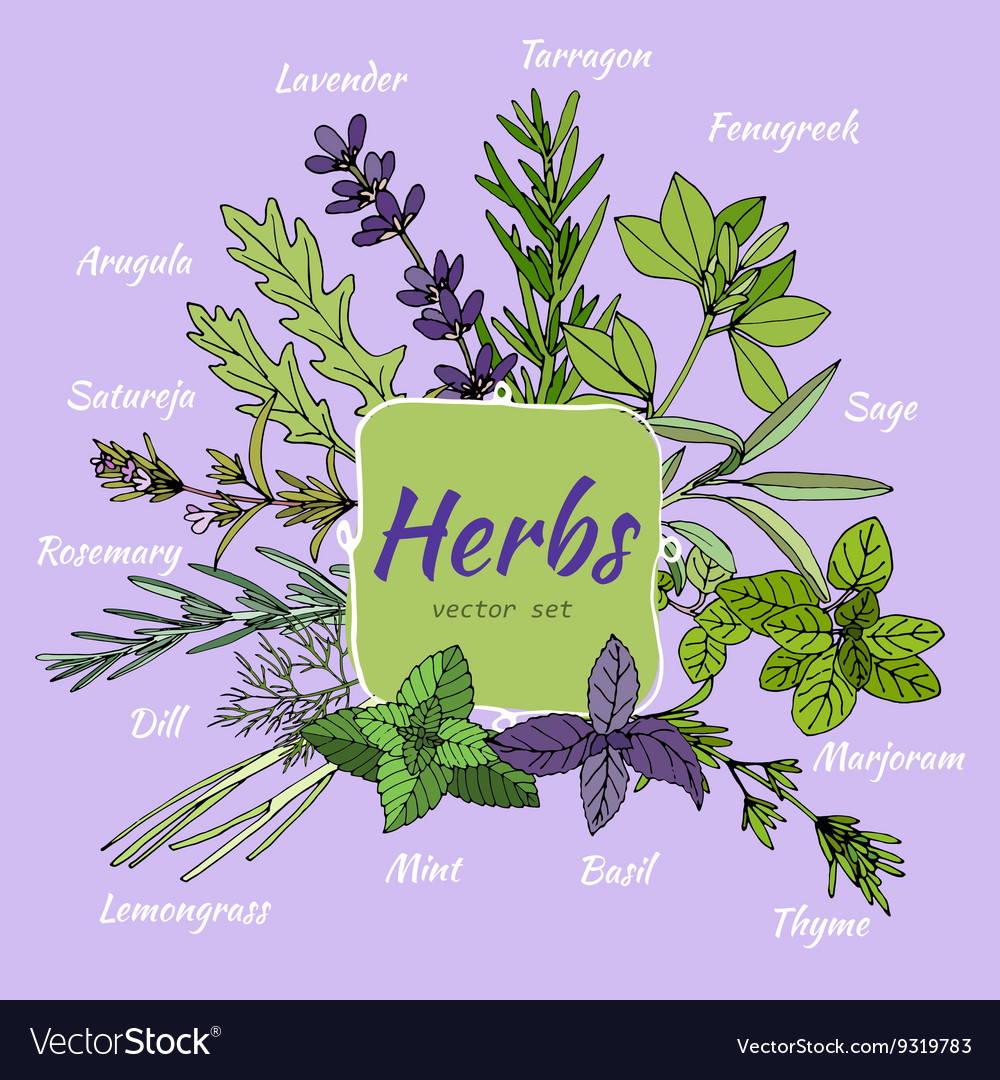 Set of herbs for food and cosmetic Royalty Free Vector Image