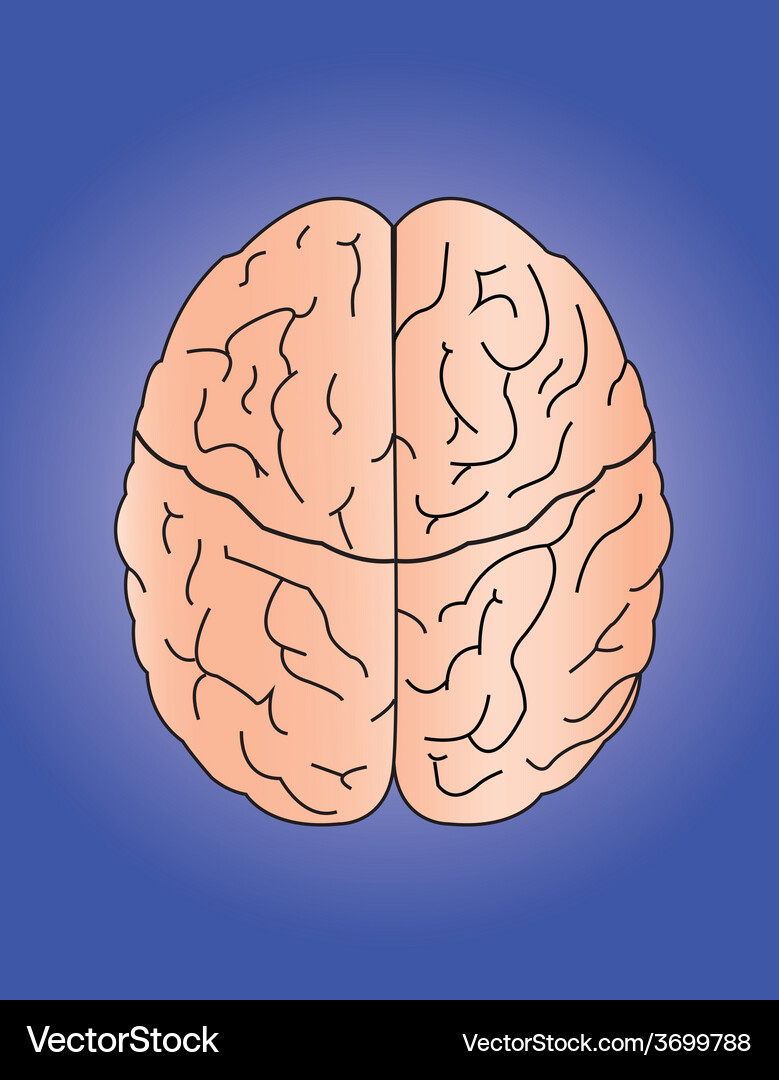 Brain Royalty Free Vector Image - VectorStock