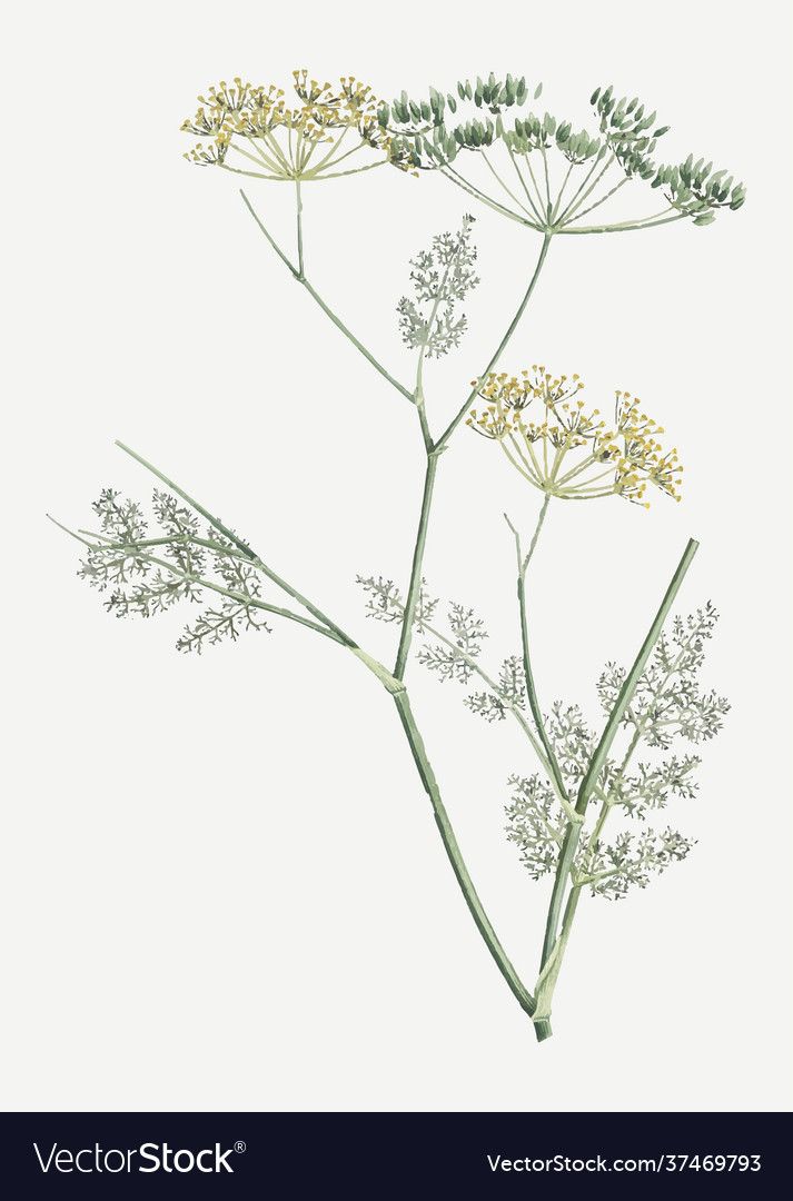 Blooming fennel