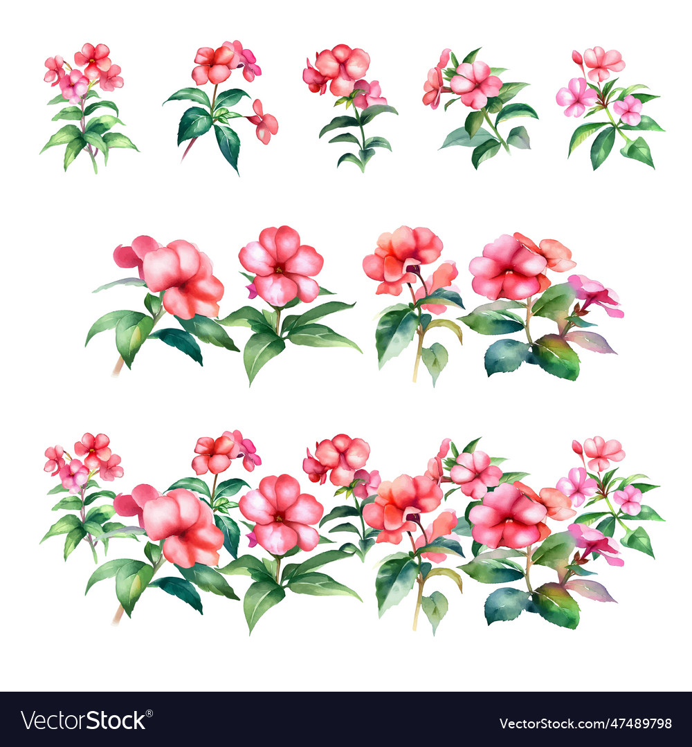 Impatiens wallerianawatercolor set von rosa Blume