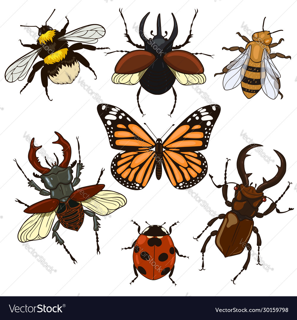Set insects isolated on a white background vector image Set insects isolated on a white background