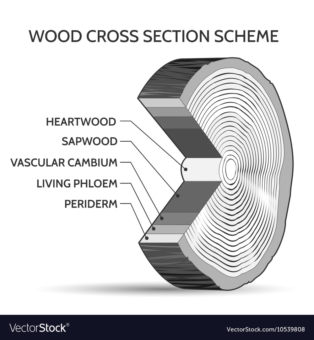 Wood cross section scheme Royalty Free Vector Image