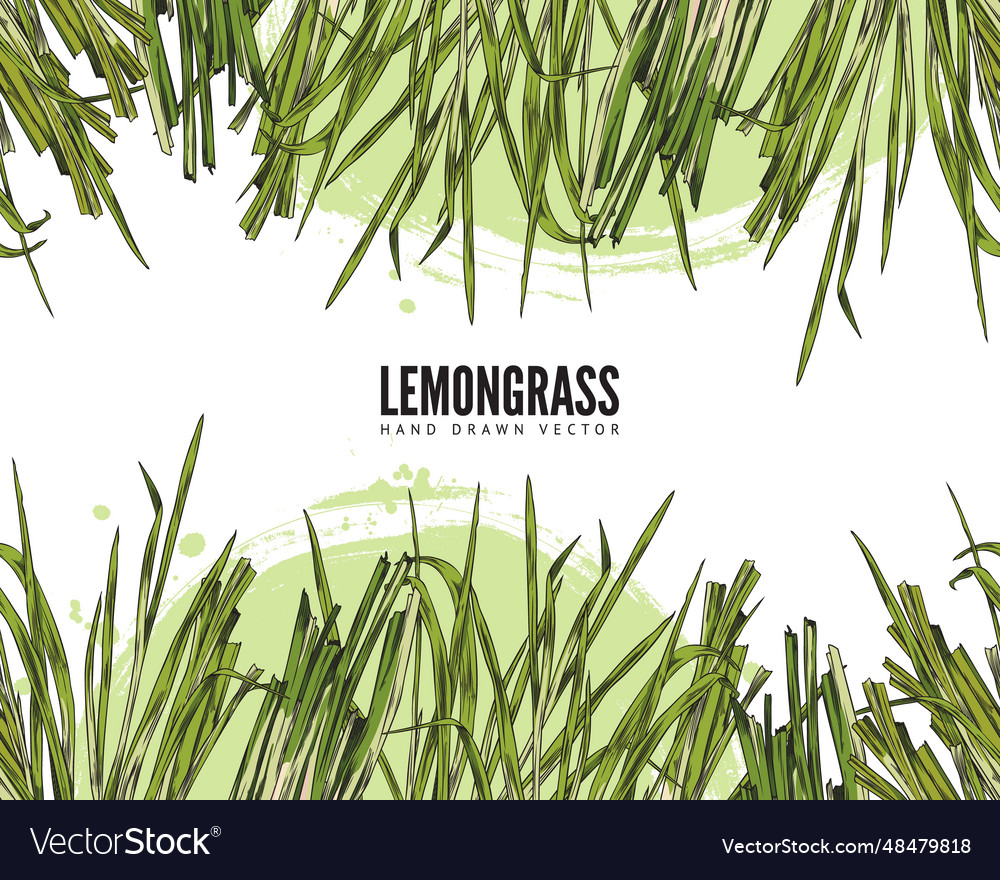 Lemongrass hand drawn design label Royalty Free Vector Image