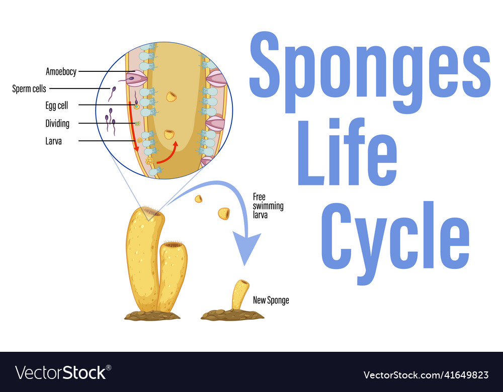 Diagram showing life cycle in sponges Royalty Free Vector