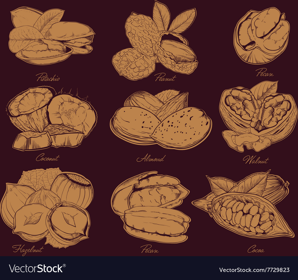 Engraved nuts isolated set of mixed