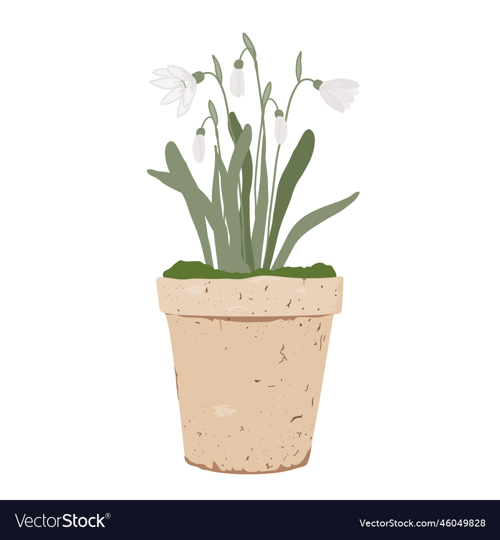 Potted snowdrops isolated on white background