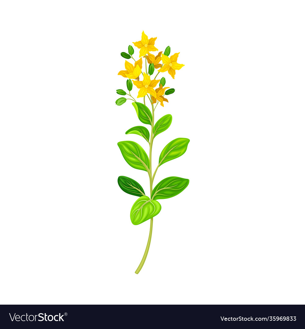 Hypericum Blume - Perforatum Kräuter