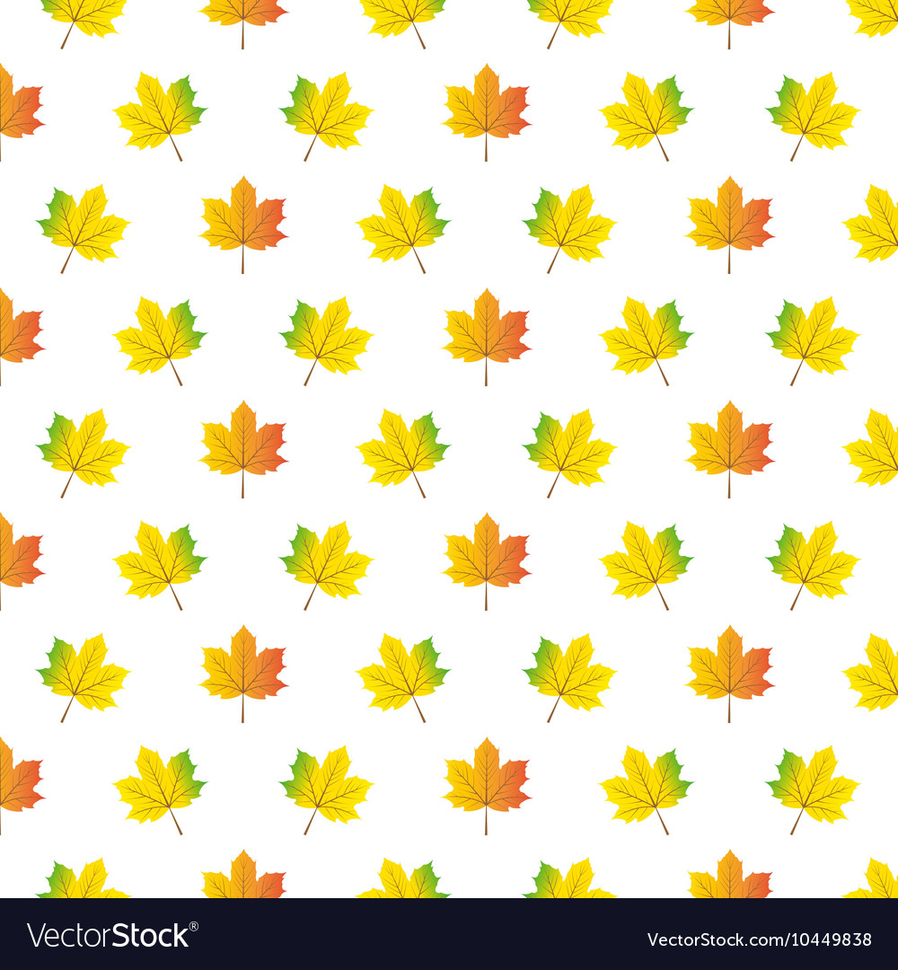 Autumn maple leafs pattern