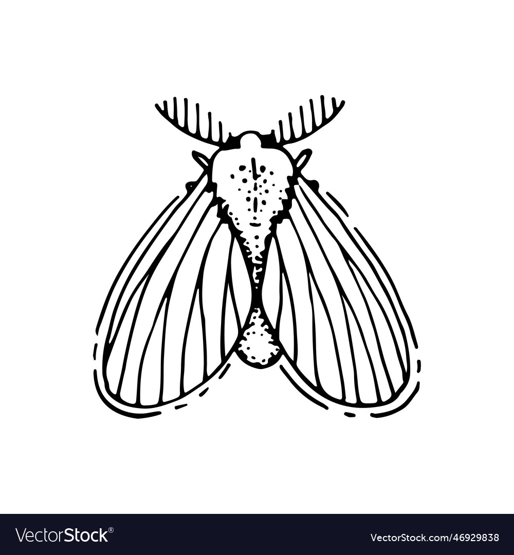 Moth line art mysterious butterfly winged insect Vector Image