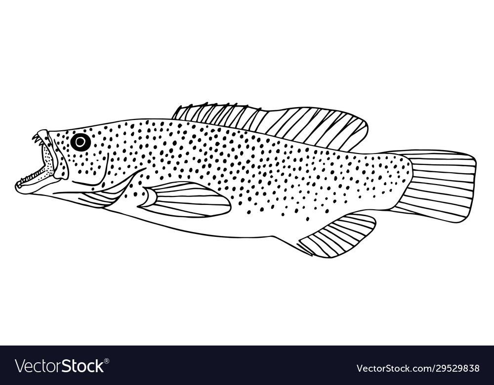 Sea bass black hand drawn realistic outline Vector Image